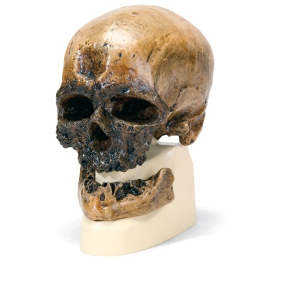 Anthropologischer Schädel - Homo sapiens ( Crô-Magnon )