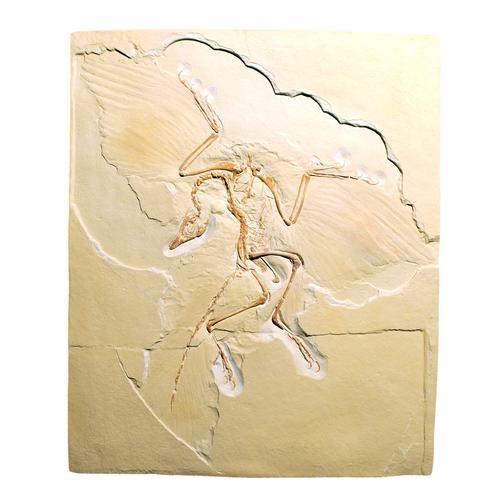 Archaeopteryx lithographica, Replikat