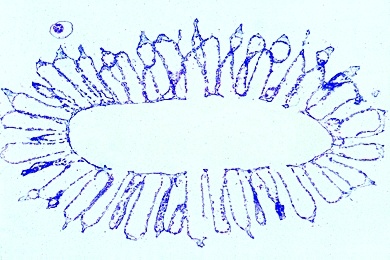 Mikropräparat - Sycon, Kalkschwamm, quer