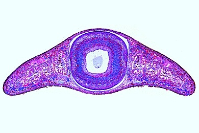 Mikropräparat - Planaria, Strudelwurm, quer, Feinbau