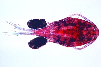 Mikropräparat - Cyclops, Hüpferling, total, Süßwasser-Copepode