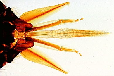 Mikropräparat - Apis mellifica, Biene, leckend-saugende Mundwerkzeuge