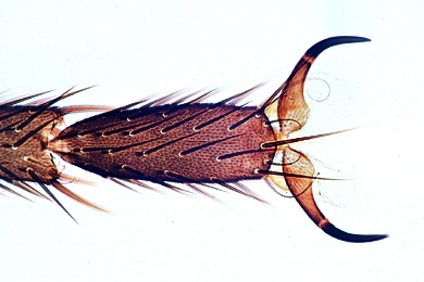 Mikropräparat - Musca domestica, Stubenfliege, Bein total, Haftballen