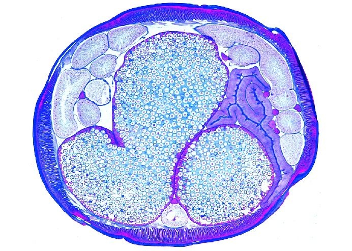 Mikropräparat - Ascaris, Spulwurm, Geschlechtsregion vom Weibchen, quer