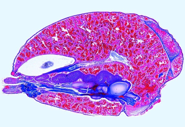 Mikropräparat - Spinne, Abdomen mit inneren Organen, sagittal längs