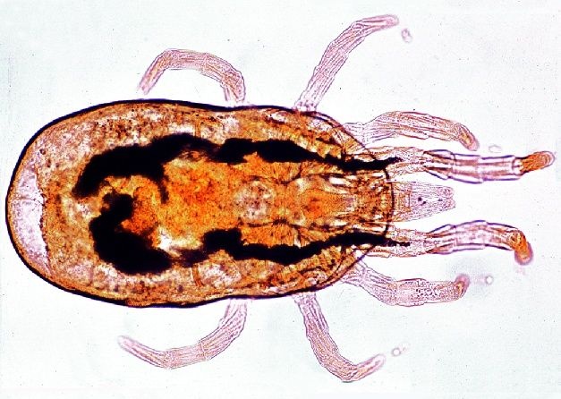 Mikropräparat - Dermanyssus, Hühnermilben total