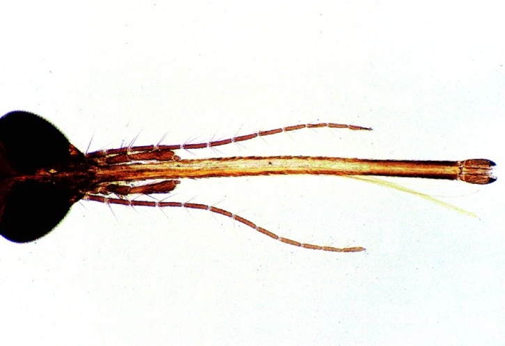 Mikropräparat - Culex, Stechmücke, stechend-saugende Mundwerkzeuge