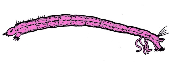 Mikropräparat - Chironomus, Zuckmücke, Larve total