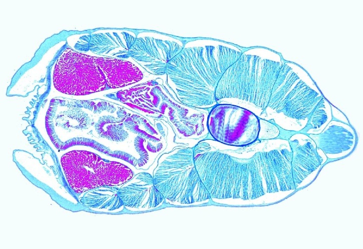 Mikropräparat - Branchiostoma, Lanzettfisch, Körpermitte mit Hoden, quer