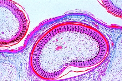 Mikropräparat - Gallus, Huhn, Haut mit Federentwicklung, quer oder längs