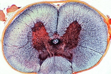 Mikropräparat - Rückenmark der Katze, quer, Graue und weiße Substanz