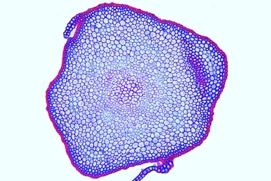 Mikropräparat - Polytrichum, Frauenhaarmoos, Stamm quer, Leitgewebe