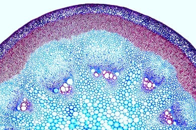 Mikropräparat - Aristolochia, Pfeifenstrauch, einjähriger dikotyler Stamm quer