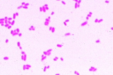 Mikropräparat - Escherichia coli, Darmbakterien, Fakultativ pathogen