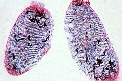 Mikropräparat - Paramaecium, Neuroformatives System (Silberliniensystem), Darstellung durch Versilberung nach Klein