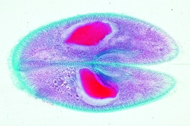 Mikropräparat - Paramaecium, Konjugationsstadien, Kernfärbung *