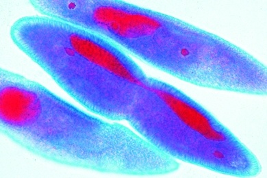 Mikropräparat - Paramaecium, Teilungsstadien. Kernfärbung *