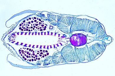 Mikropräparat - Lanzettfischchen, vorderer Schlund mit Kiemendarm, Chorda, quer
