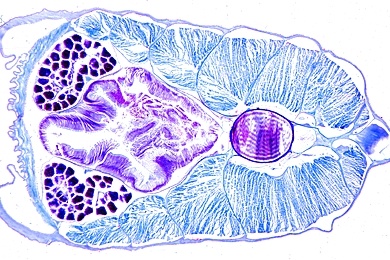 Mikropräparat - Lanzettfischchen, Region von Leberblindsack und Ovarien, quer
