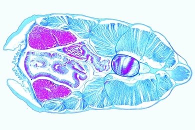 Mikropräparat - Lanzettfischchen, Region von Leberblindsack und Hoden, quer