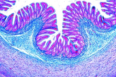 Mikropräparat - Frosch, Magen quer, Magenschleimhaut mit Drüsen
