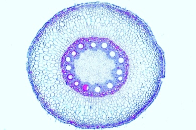 Mikropräparat - Zea mays, Mais, Wurzel einer einkeimblättrigen Pflanze, quer