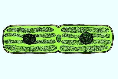 Mikropräparat - Mesothaenium, stäbchenförmige Zieralge