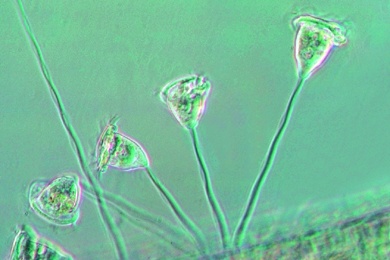 Mikropräparat - Vorticella, Glockentierchen, Gestielte Infusorien