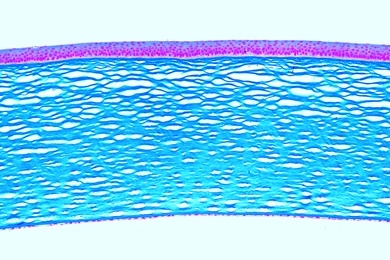 Mikropräparat - Cornea vom Rind, quer