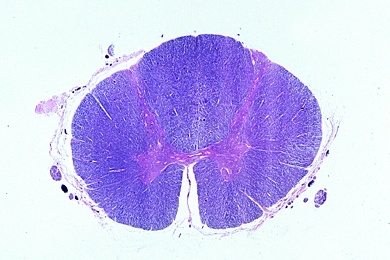 Mikropräparat - Rückenmark des Menschen, quer, Übersichtsfärbung