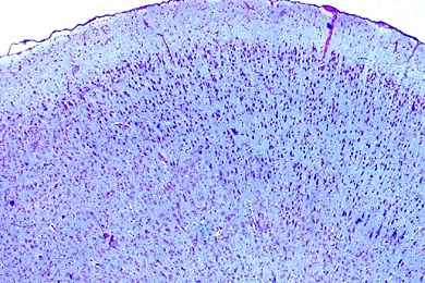 Mikropräparat - Großhirnrinde, quer, Routinefärbung