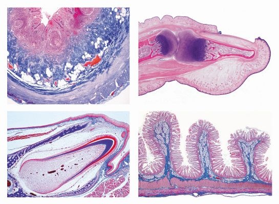 Mikropräparate - Normale Histologie des Menschen II, Große Serie Teil II – 50 Präparate, Mit ausführlichem Begleittext