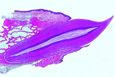 Mikropräparat - Zahn, längs