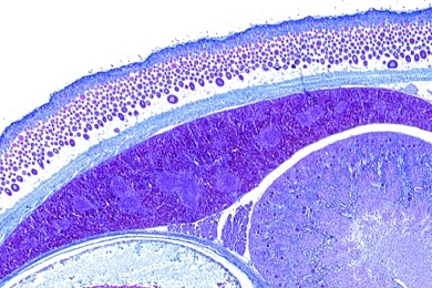 Mikropräparat - Leber vom Embryo, quer, Blutbildung