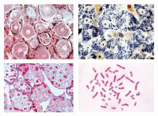 Histologie, Zellen und Zellteilung, 10 Präparate, Mit ausführlic