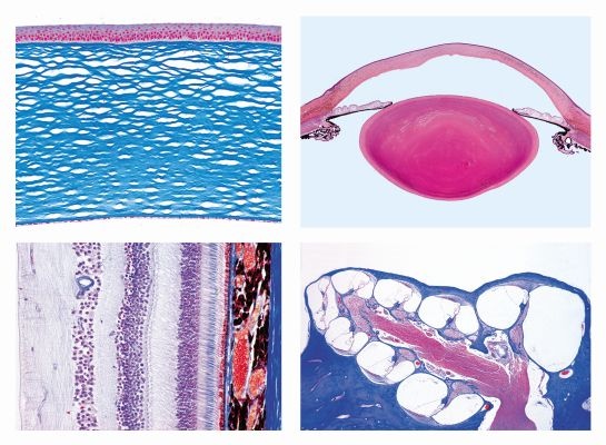 Histologie, Sinnesorgane, 10 Mikropräparate, Mit ausführlichem B