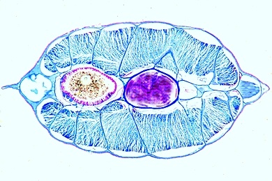 Mikropräparat - Lanzettfisch, Branchiostoma, Darmregion mit Leber, quer