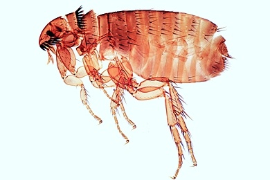 Mikropräparat - Floh, Ctenocephalus, vom Hund oder anderem Säuger, total