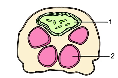 Mikropräparat - Seidenspinner, Bombyx mori, Raupe mit Spinndrüsen, quer