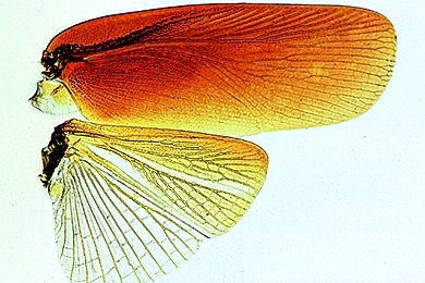 Mikropräparat - Blattwanze, Deck- und Hautflügel, total