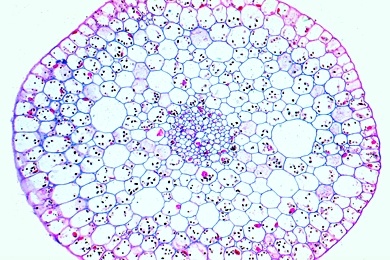 Mikropräparat - Elodea, Wasserpest, Stamm, quer, Aerenchym, Leitbündel