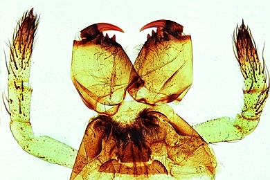 Mikropräparat - Kreuzspinne, Araneus, Mundwerkzeuge mit Cheliceren und Palpen, total