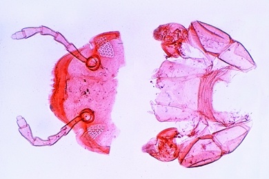 Mikropräparat - Steinkriecher, Lithobius, Mundwerkzeuge, total