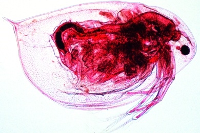 Mikropräparat - Wasserfloh, Daphnia sp., total