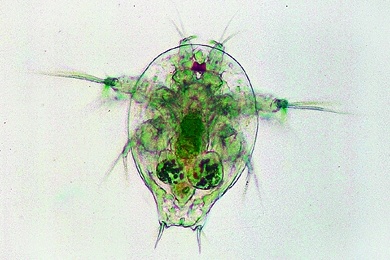 Mikropräparat - Balanus oder Cyclops, Nauplius-Larve, total