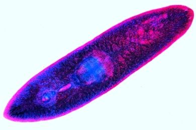 Mikropräparat - Planaria, Strudelwurm, total