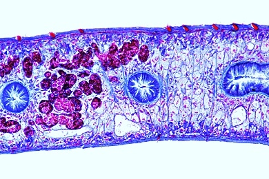 Mikropräparat - Fasciola hepatica, Großer Leberegel, Körpermitte, quer