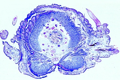 Mikropräparat - Nereis, Borstenwurm, mariner Polychaet, Körpermitte, quer