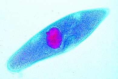 Mikropräparat - Mikropräparat - Paramaecium, Pantoffeltierchen, Mikro- und Makronucleus