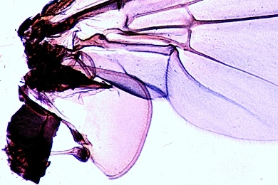 Mikropräparat - Stubenfliege, Schwingkölbchen, Haltere mit Gleichgewichtsorgan